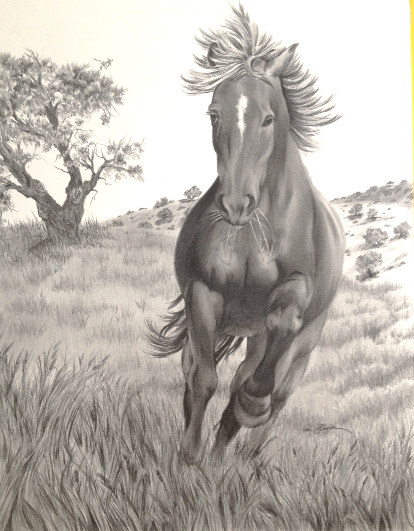 horse drawing | Shades of Graphite